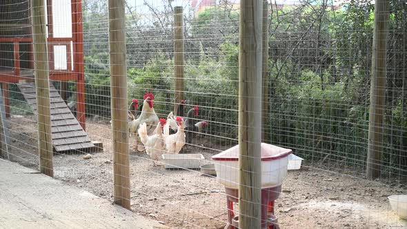 Domestic chicken of different colors are in the chicken coop behind the fence eating