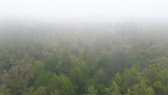 Fog in the Forest Aerial View