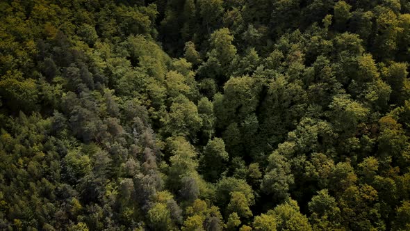 Aerial view from drone flying over green trees