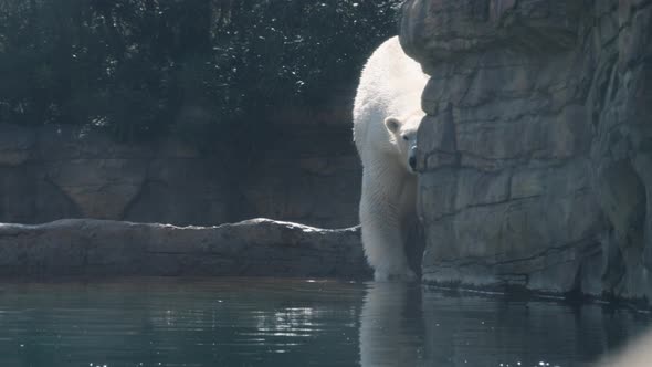 Polar Bear