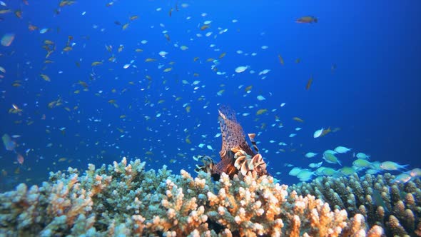 Lion-Fish and Blue-Green Fish