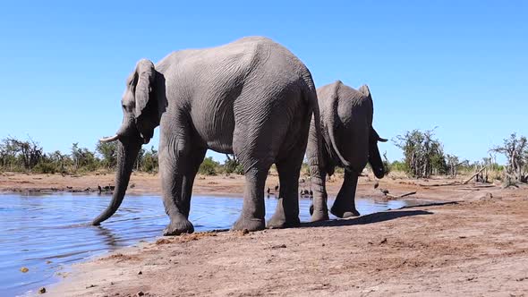 Two African Bush Elephants walk to water's edge on a hot Botswana day