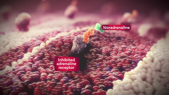 inhibited adrenaline receptor, adrenergic receptors