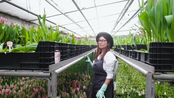 Harvest. woman gardener scissors, cuts flowers from garden in greenhouse.