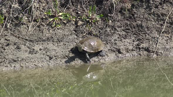 Water Turtle Sunbathing on Land at Edge of Muddy Turbid Swamp