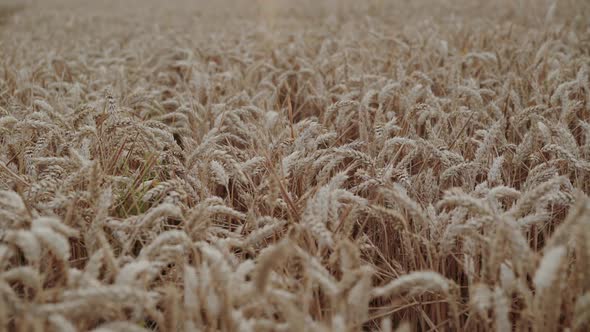 View of Spacious Ripe Wheat Field Background