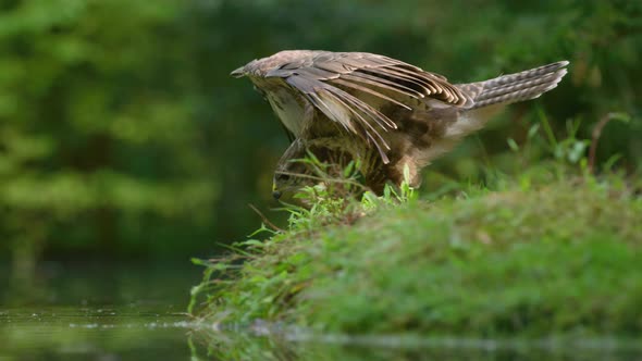 Common Buzzard by pond stretch and fluff long wings to cool down - slow motion