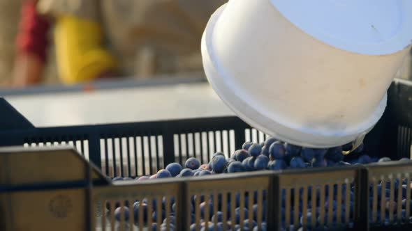 Worker putting blueberries in crate 4k