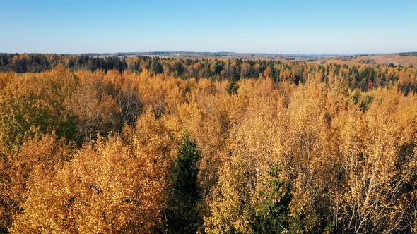 Aerial Flying Over Trees In Hilly Forest Golden Red Yellow Color On Fall Evening