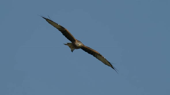 Red Kite Milvus soaring in air aginst blue sky and sunlight,close up track shot