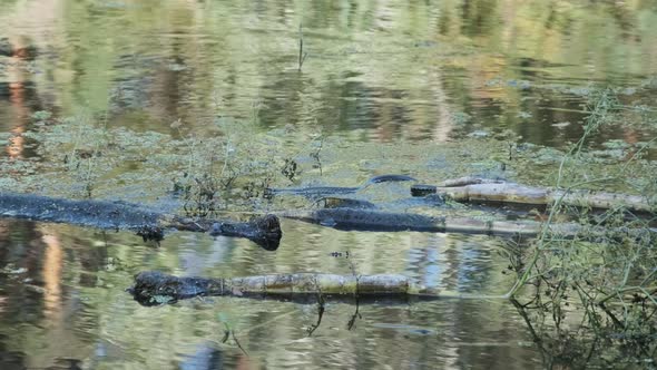 Water Snake Swims Through River of Swamp Thickets and Algae. Slow Motion