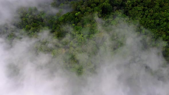 Aerial view look down low cloud at tropical rainforest