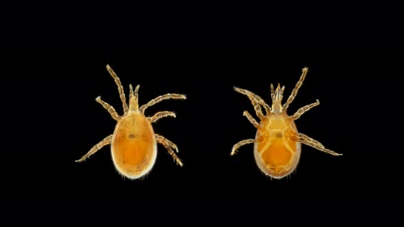 Mite Acari Hypoaspis Under the Microscope