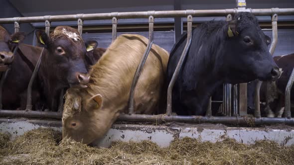 Brown, yellow and black Norwegian cattles in barn eating hay and watching the camera. Static close u