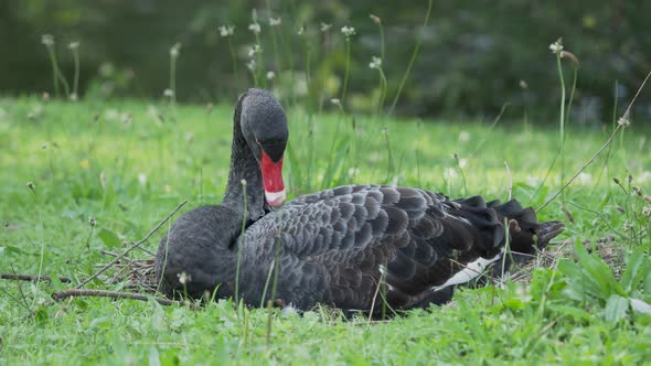 Black Swan, Cygnus Atratus. Large Waterbird Is Cleaning Its Feathers