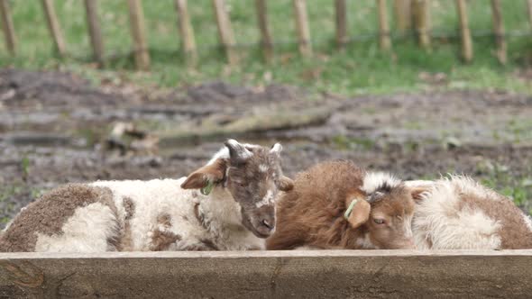 Lambs curious looking into camera in spring season, new life