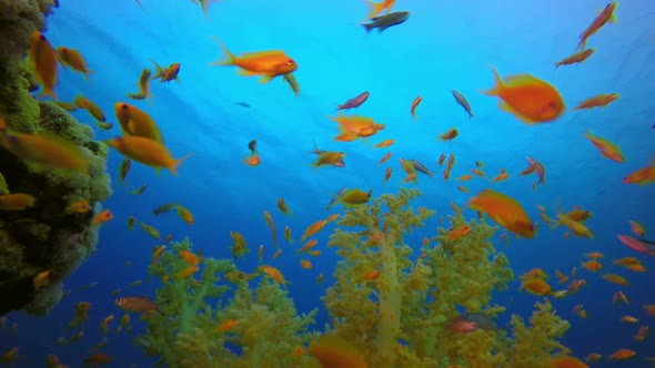 Colorful Underwater Fish and Soft Coral