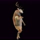 41 Deer Dancing 4K - VideoHive Item for Sale