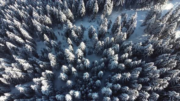 Aerial Shot of Trees Covered in Snow in Mountain Forest on a Sunny Winter Day, Drone Video
