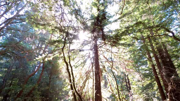 Massive redwood tree in middle of forest against bright sunlight, camera tilt up view