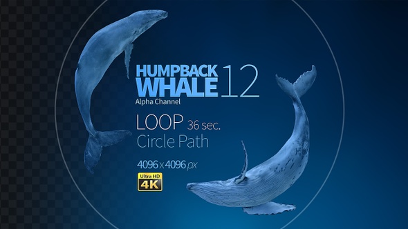 Humpback Whale 12 alt