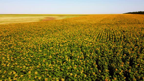 Aerial drone view of a flying over the sunflower field