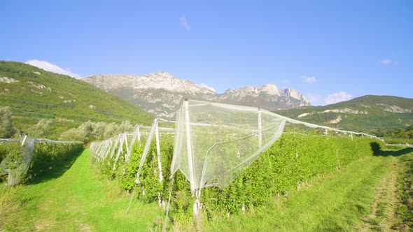 Apple Plantation with Row of Trees Growing Against Mountains