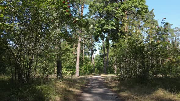 Natural Landscape in the Forest During the Day