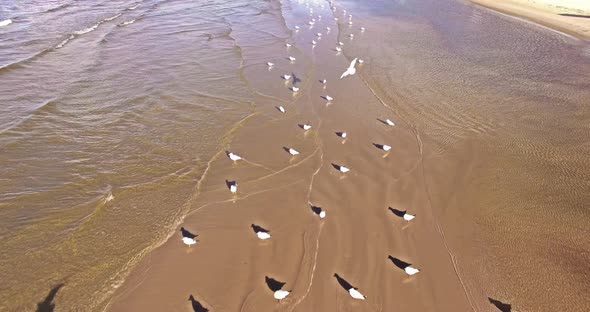 4K - Gulls on the Seashore