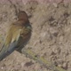 European Beeeater or Merops Apiaster - VideoHive Item for Sale