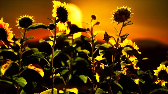 Big Beautiful Sunflowers at Sunset