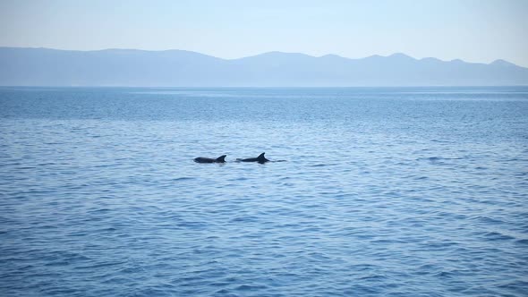 Group of Wild Dolphins in Adriatic Sea Near Croatia Cost