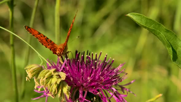 A Butterfly with Bright Red Wings