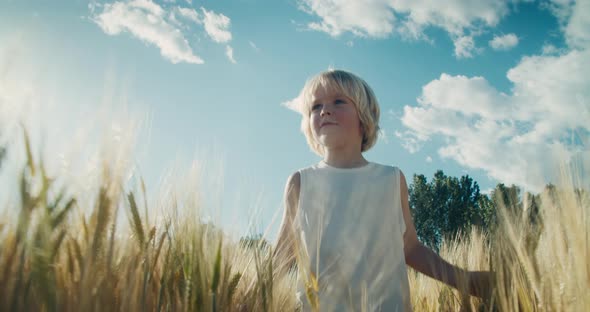 Carefree Child Boy on Summertime Vacation Walk Trough Wheat Field Touch Harvest