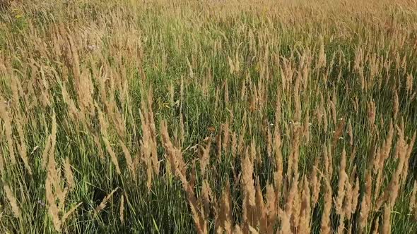 Tall Grass in the Summer in the Field Summer Meadow