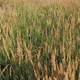 Tall Grass in the Summer in the Field Summer Meadow - VideoHive Item for Sale