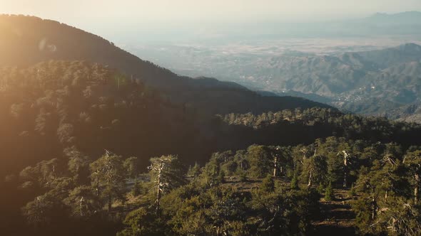 Green Forest Mountain Hills in Wild Nature Landscape