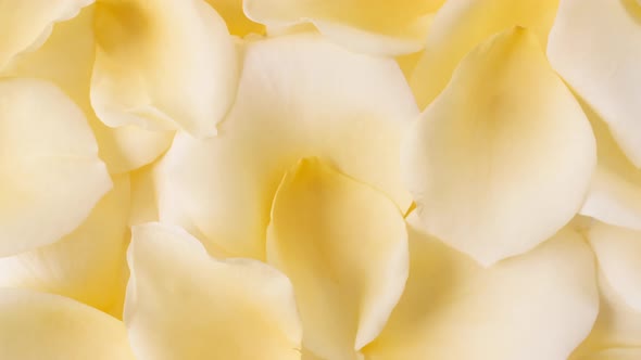 Yellow Rose Petals Rotating