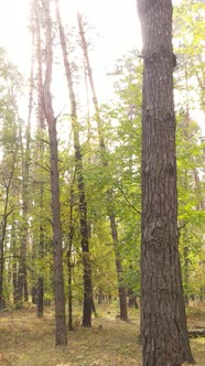 Vertical Video Autumn Forest with Trees By Day Slow Motion