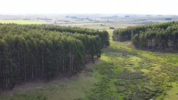 Pan shot of an eucalyptus forest, showing trees creeks and fields, aerial view, Uruguay
