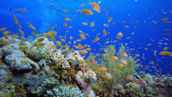 Underwater Tropical Sea Orange Fish