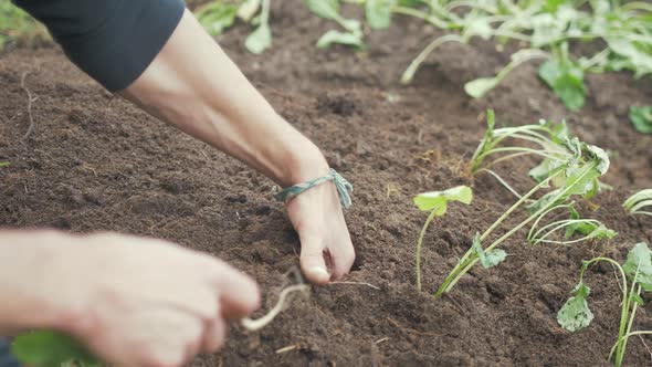 Transplanting turnips into organic soil garden