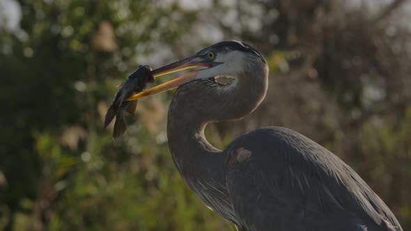 great blue heron with speared fish takes flight close up super slowmo