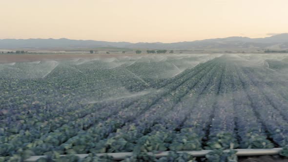 Close Up View on the Irrigation System Spraying the Green Kale Plants. USA