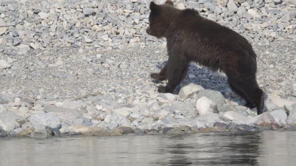 European Brown Bear Catching Food and Running Away