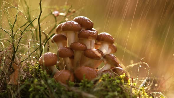 Armillaria Mushrooms of Honey Agaric In a Sunny Forest in the Rain.