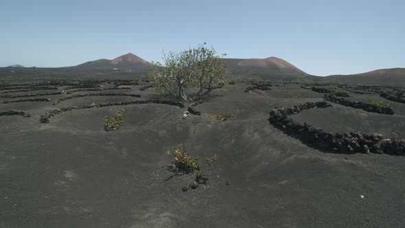 La Geria landscape with vines grown in volcanic ashes