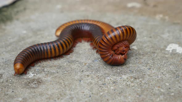 Close Up OfLarge Millipede Mating