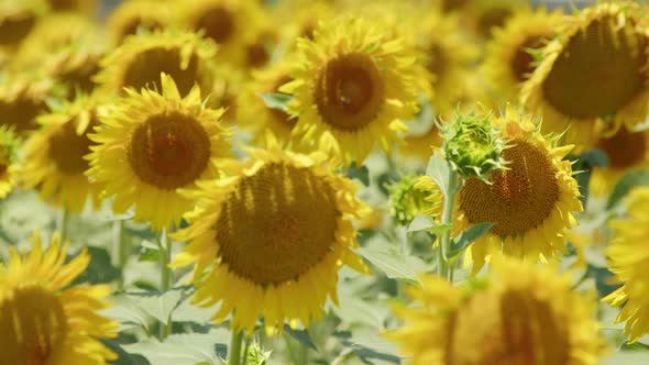 Beautiful Natural Plant Sunflower In Sunflower Field In Sunny Day 24