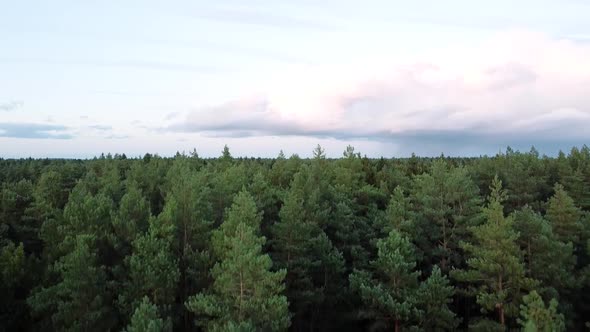 The drone is landing in the beautiful conifer forest in Lithuania. Drone landing close to the trees